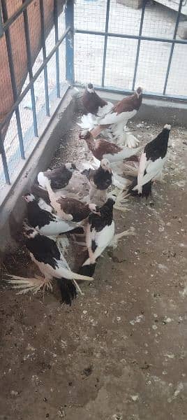 migpai chiks available 5