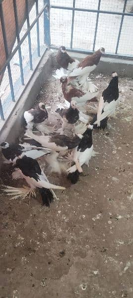 migpai chiks available 6