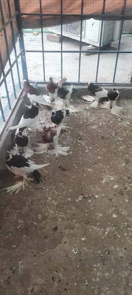 migpai chiks available 7