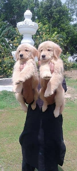 Golden retriever female puppies available for sale 3