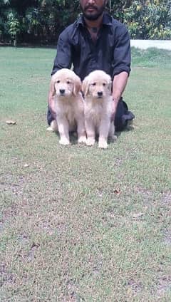 Golden retriever female puppies available for sale