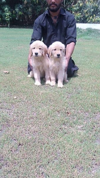 Golden retriever female puppies available for sale 1