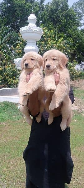 Golden retriever female puppies available for sale 2