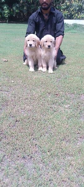 Golden retriever female puppies available for sale 4