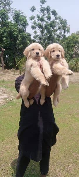 Golden retriever female puppies available for sale 5