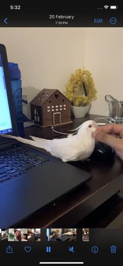 Fully Hand tame  Eno red eye cockatiel