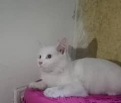 White Persian Cat with Blue Eyes- Fully trained
