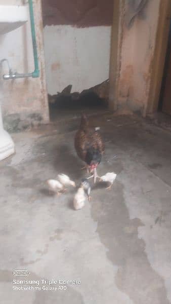 Aseel han with 5x chicks 1