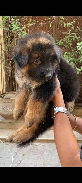 German Shepherd 1