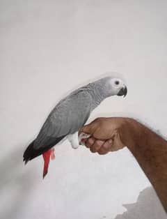 AFRICAN GRAY HEALTHY ACTIVE FOR SALE/0302/4830510