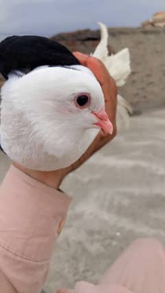 4 month age fancy pigeon 0