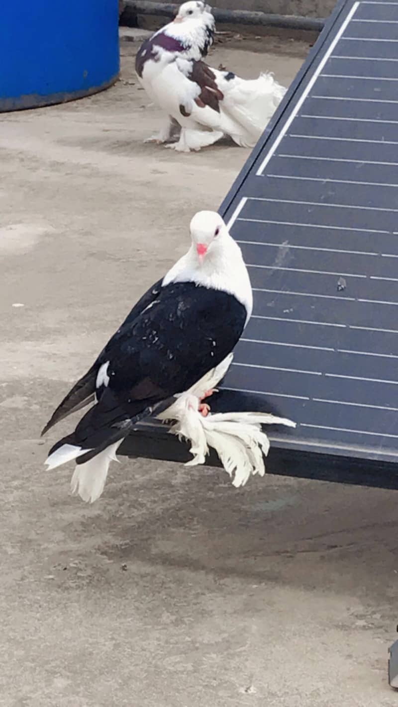 4 month age fancy pigeon 2