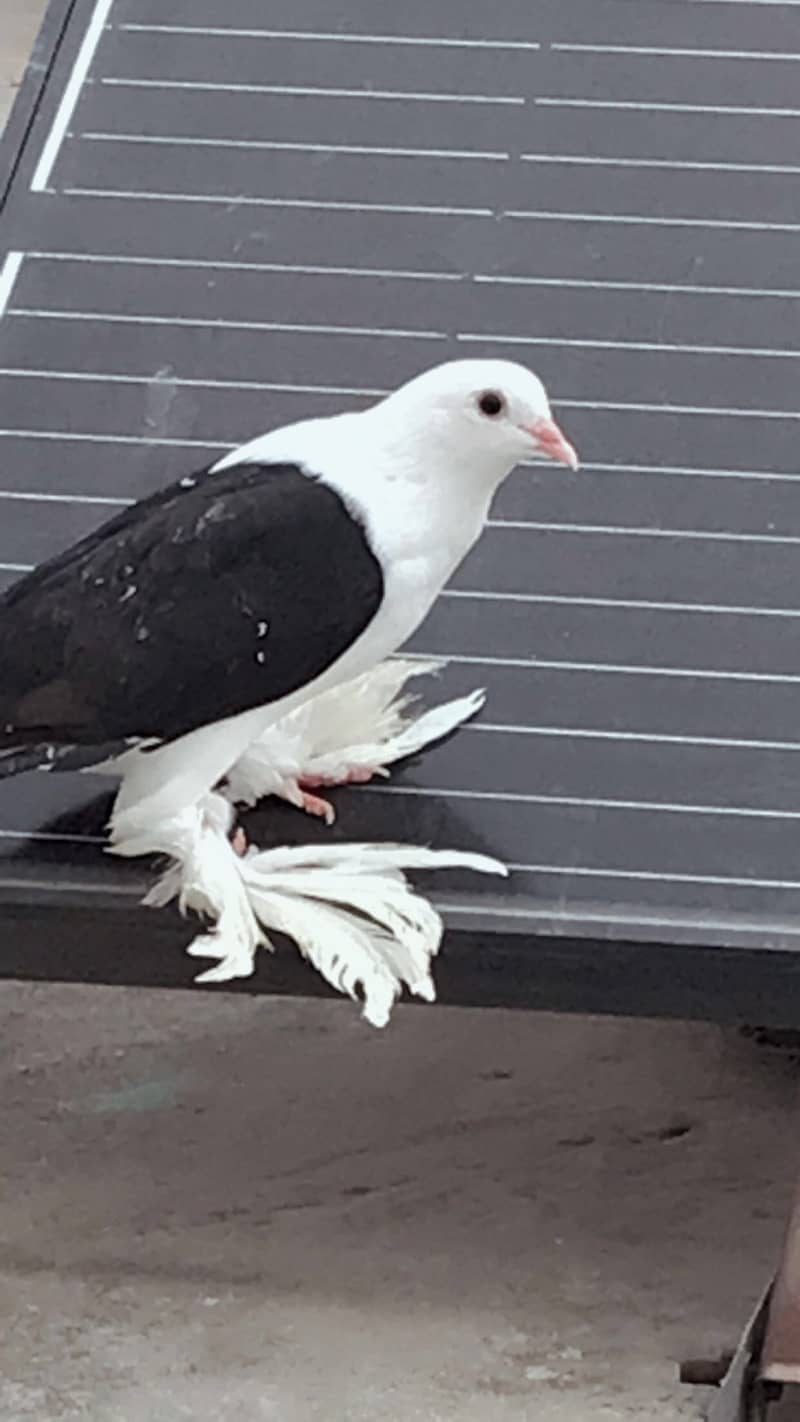 4 month age fancy pigeon 3