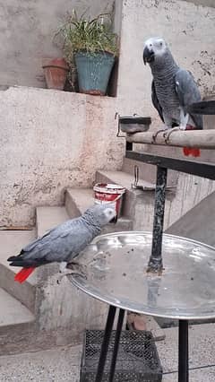 African Grey with DNA First Breed