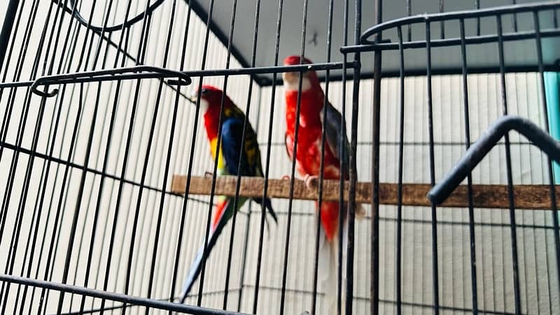 rosella red factor breeder pair 1