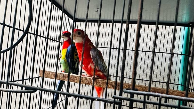 rosella red factor breeder pair 2