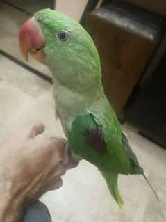 hand tame talkative friendly parrot