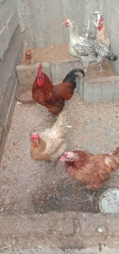 Hen, rooster, ande, murghi, chicken,