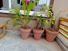 Plants with Pot's for sale 0