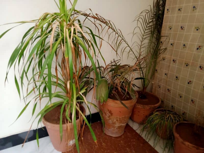 Plants with Pot's for sale 1