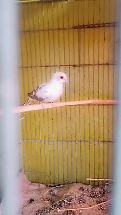 diamond pied dove two females healthy and active