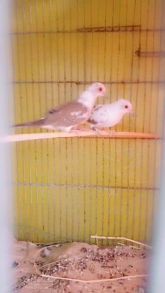 diamond pied dove two females healthy and active 1