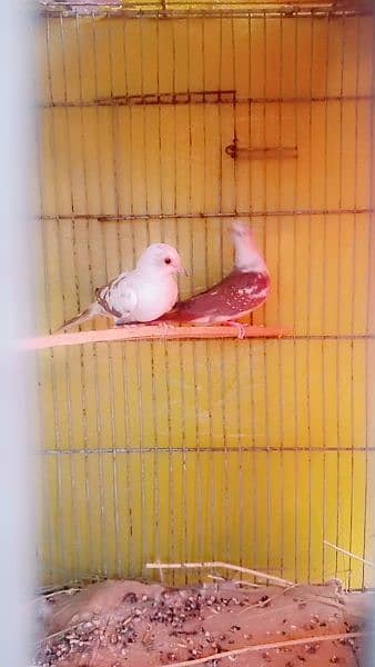 diamond pied dove two females healthy and active 2