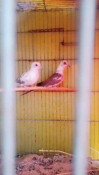 diamond pied dove two females healthy and active 3