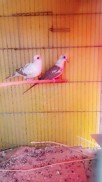 diamond pied dove two females healthy and active 4