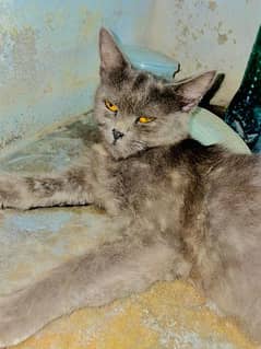 Grey Cat Argent For Sale