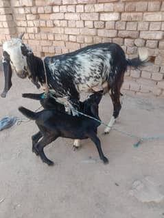 Makki Cheeni Goat with kids