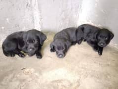 Labrador puppy pedigree dog black color