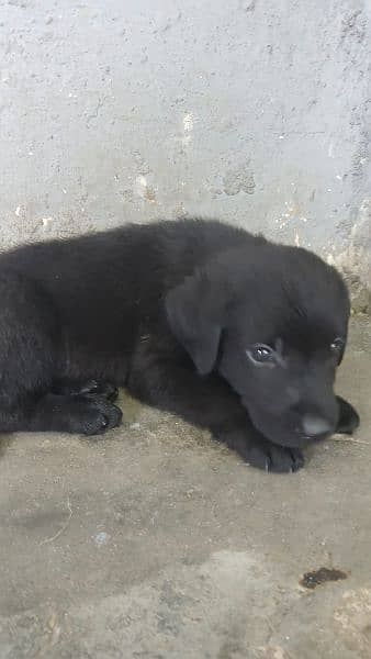 British Labrador puppy | labra Dog | Labrador | dog for sale 3