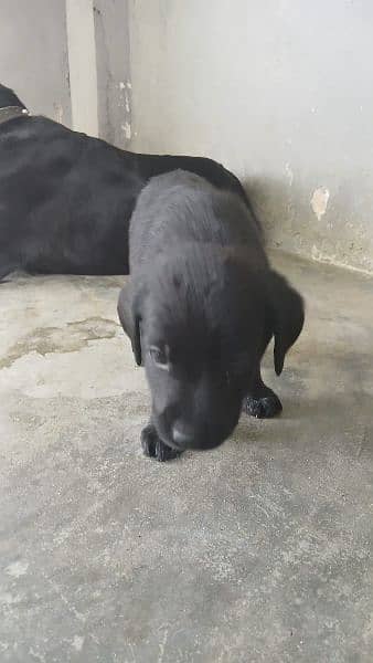 British Labrador puppy | labra Dog | Labrador | dog for sale 4
