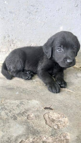 British Labrador puppy | labra Dog | Labrador | dog for sale 5