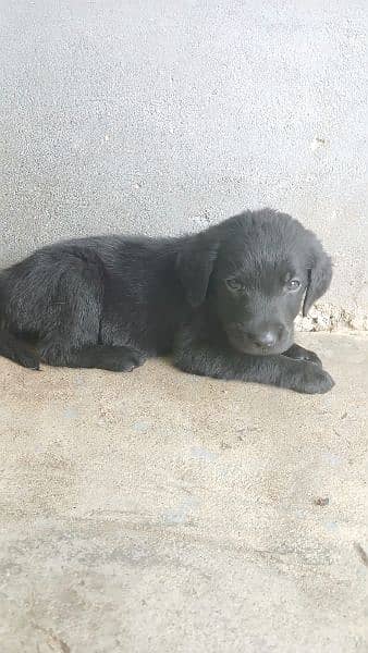 British Labrador puppy | labra Dog | Labrador | dog for sale 6