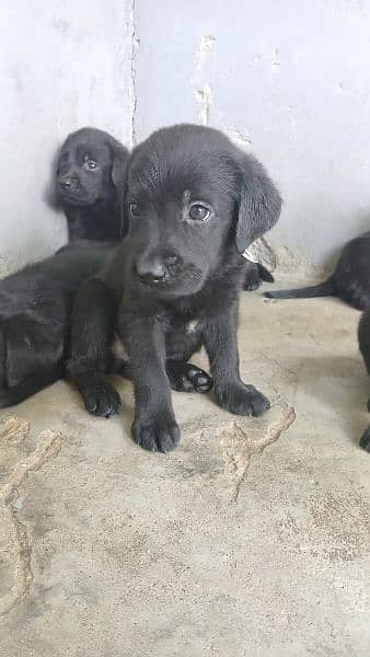 British Labrador puppy | labra Dog | Labrador | dog for sale 7