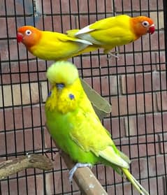 exchange and sale lovebirds / exhibitions breeder pair