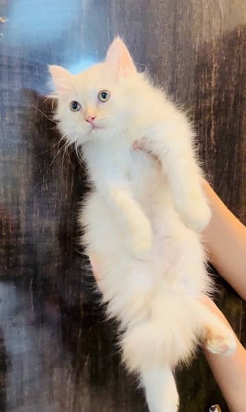 Persian kittens for sale 5