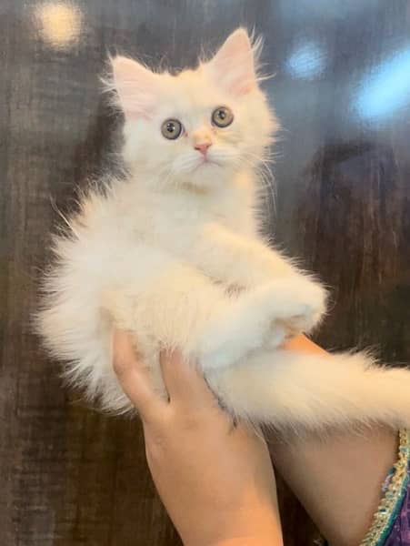 Persian kittens for sale 8