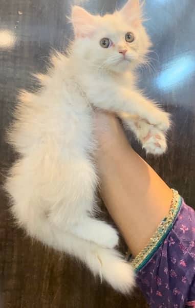 Persian kittens for sale 9