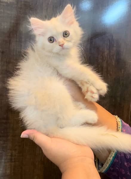 Persian kittens for sale 10