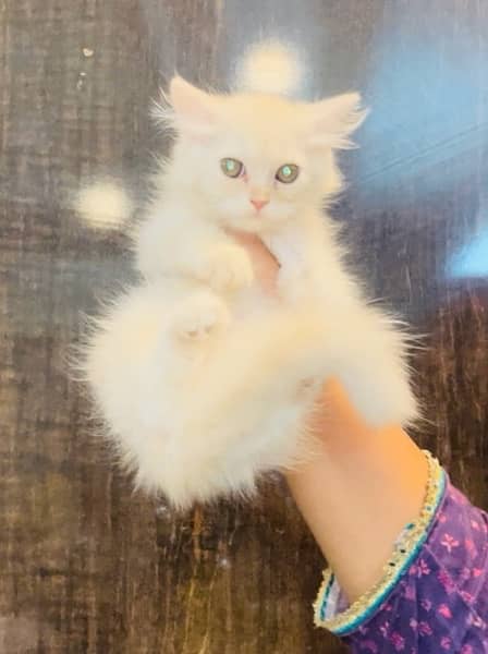 Persian kittens for sale 12