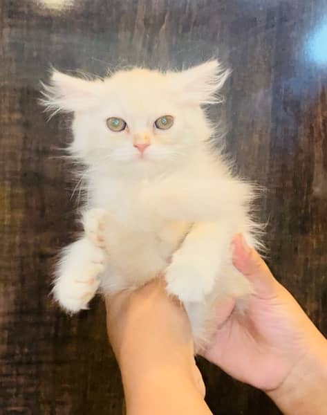 Persian kittens for sale 13