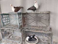 karbalai pigeons brown breeding pair with chicks