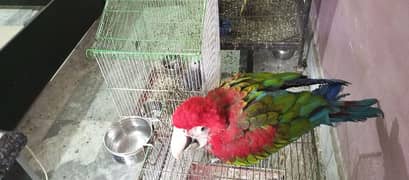 green wing macaw self  nd swinson lorry