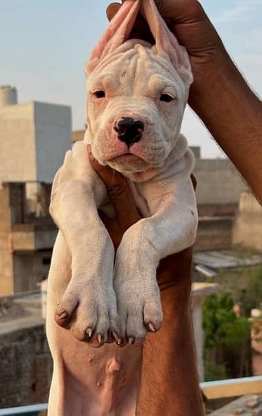 Dogo Argentino male puppy 0