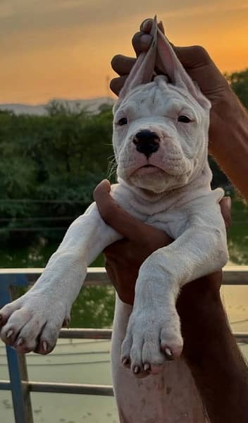 Dogo Argentino male puppy 2