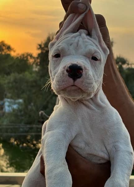 Dogo Argentino male puppy 3