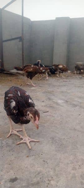 All hens available contact 03134614251 0